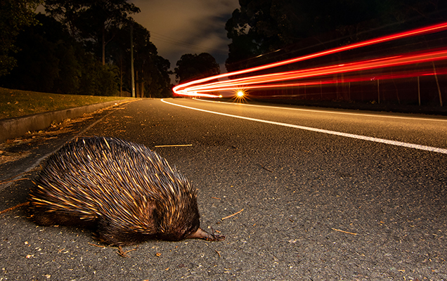 echidna crossing the road at night